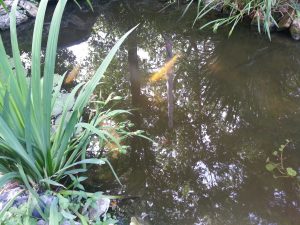 Fish in outdoor pond