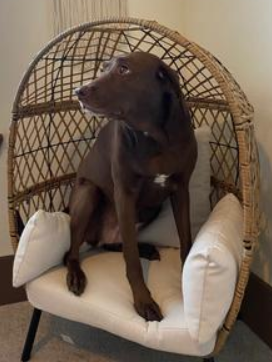 Kids Egg Chair-Ventura chair with dogs love too