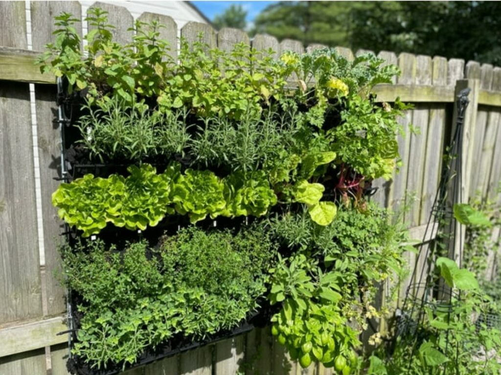 Vertical garden on fence