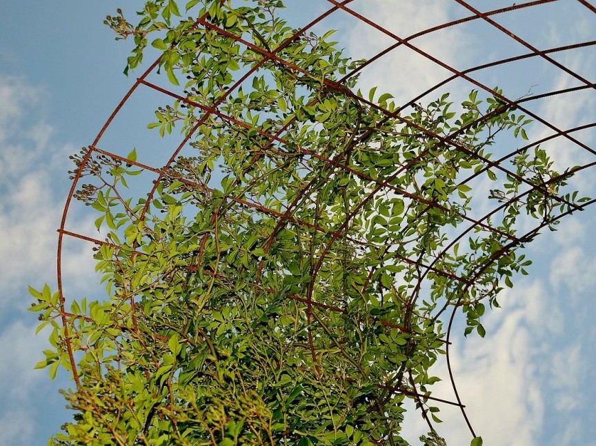 Trellis with climbing plants